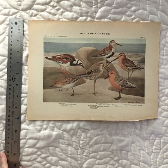 Antique Ornithological Bird Print Original beach birds - Picture 10 of 10